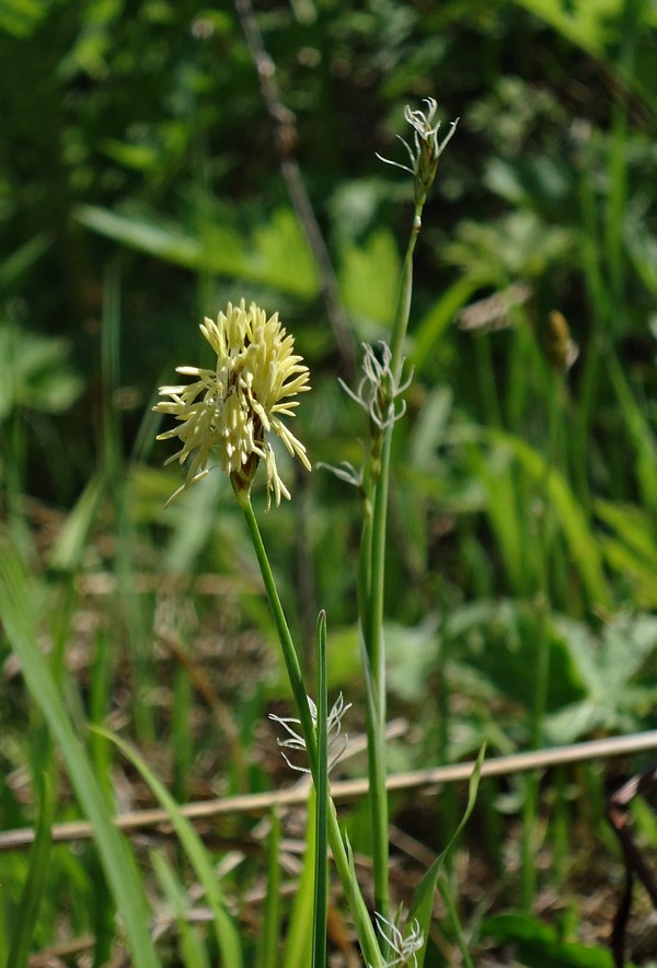 Изображение особи Carex longirostrata.