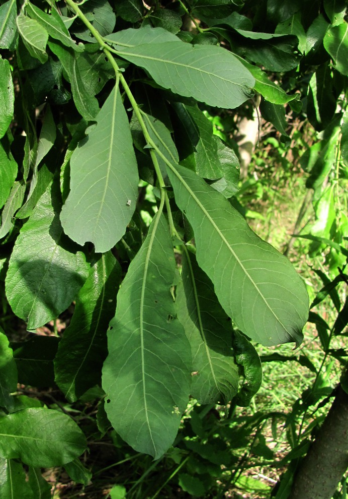 Изображение особи Salix cinerea.