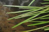 Sparganium emersum