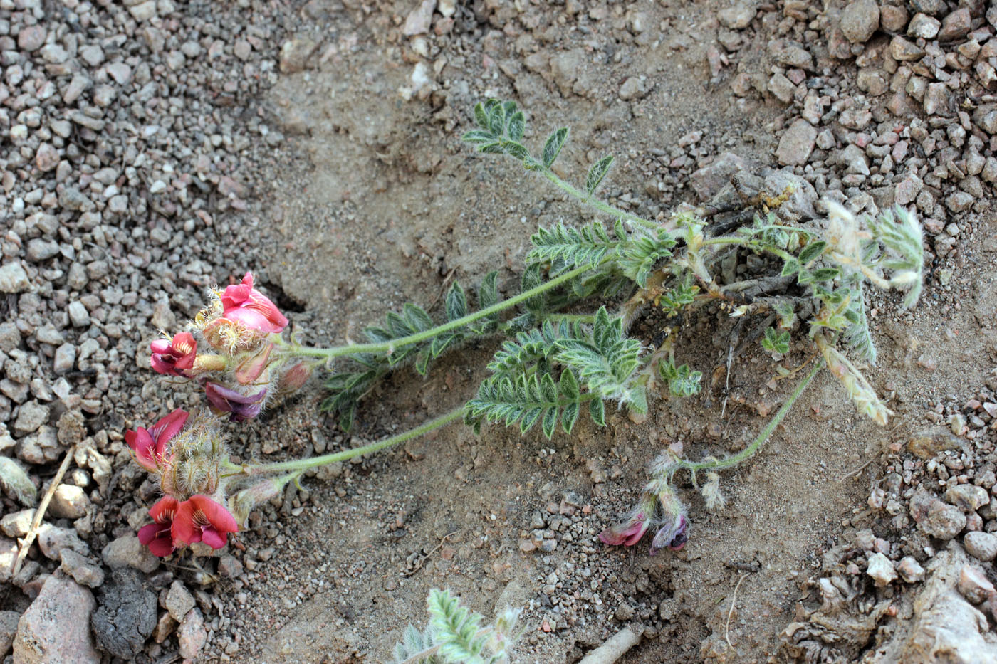 Image of Oxytropis submutica specimen.