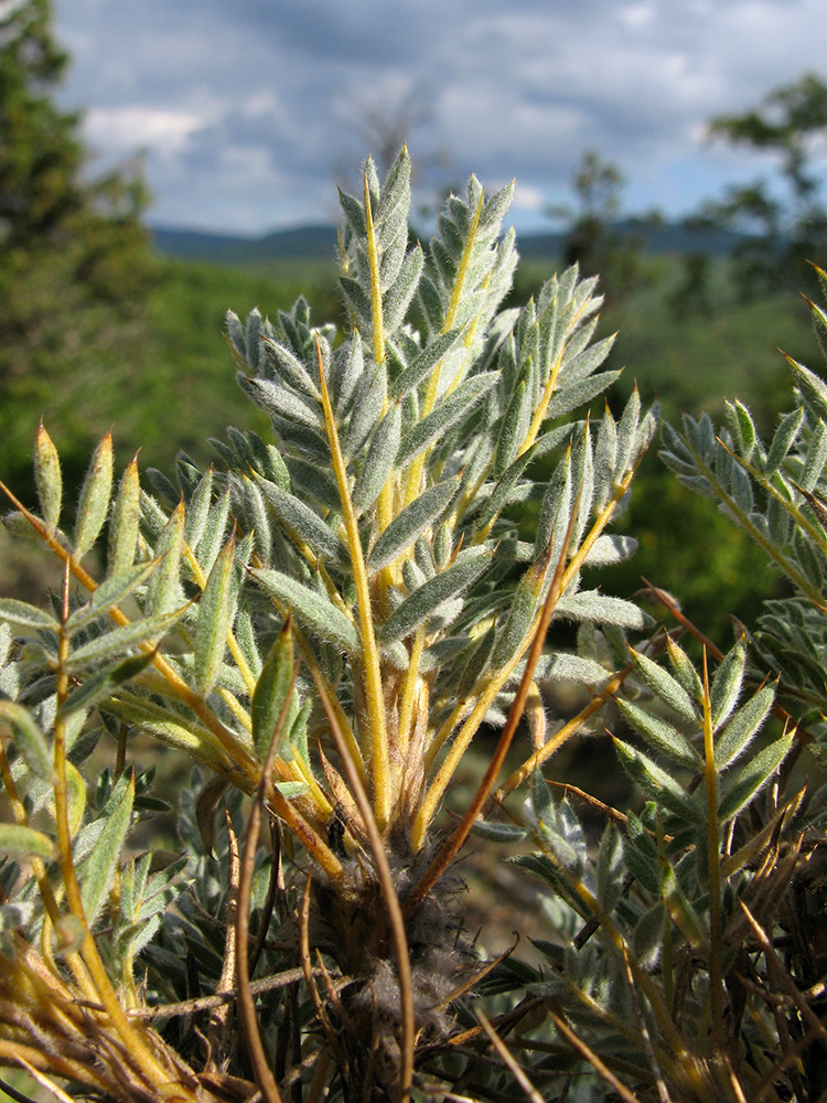 Изображение особи Astragalus arnacanthoides.