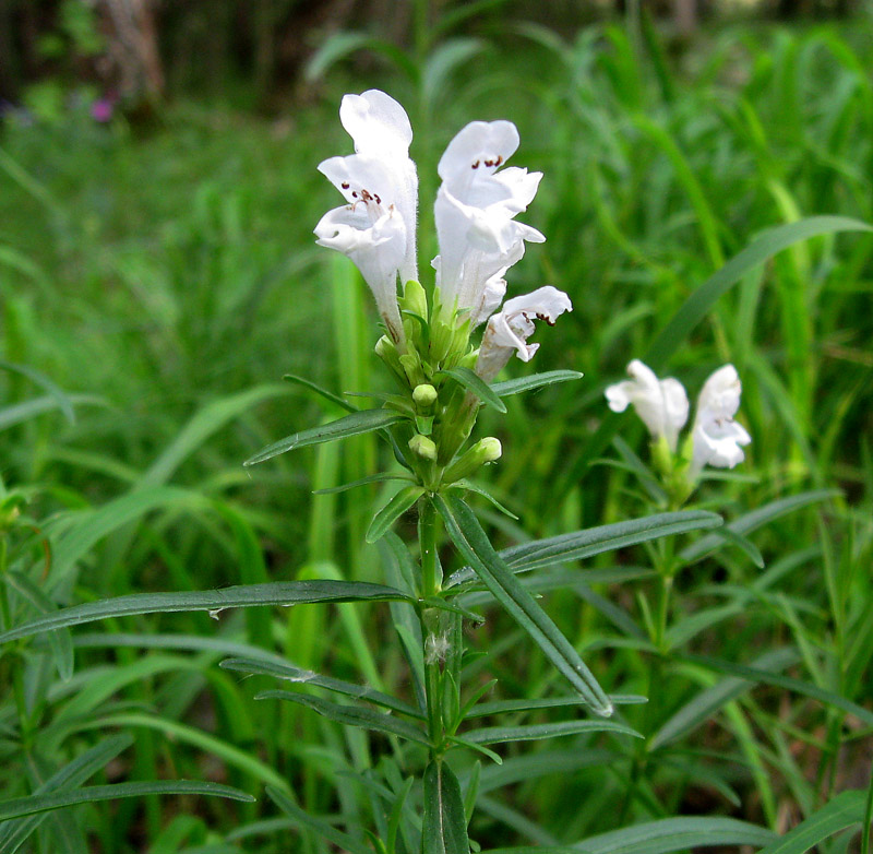 Image of Dracocephalum ruyschiana specimen.