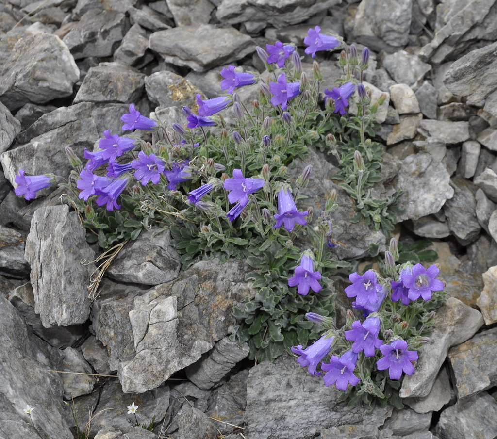 Image of Campanula oreadum specimen.