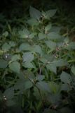 Solanum nigrum подвид schultesii