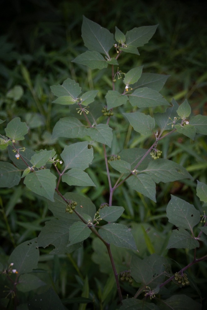 Изображение особи Solanum nigrum ssp. schultesii.