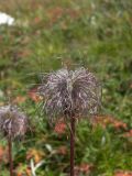 Pulsatilla aurea