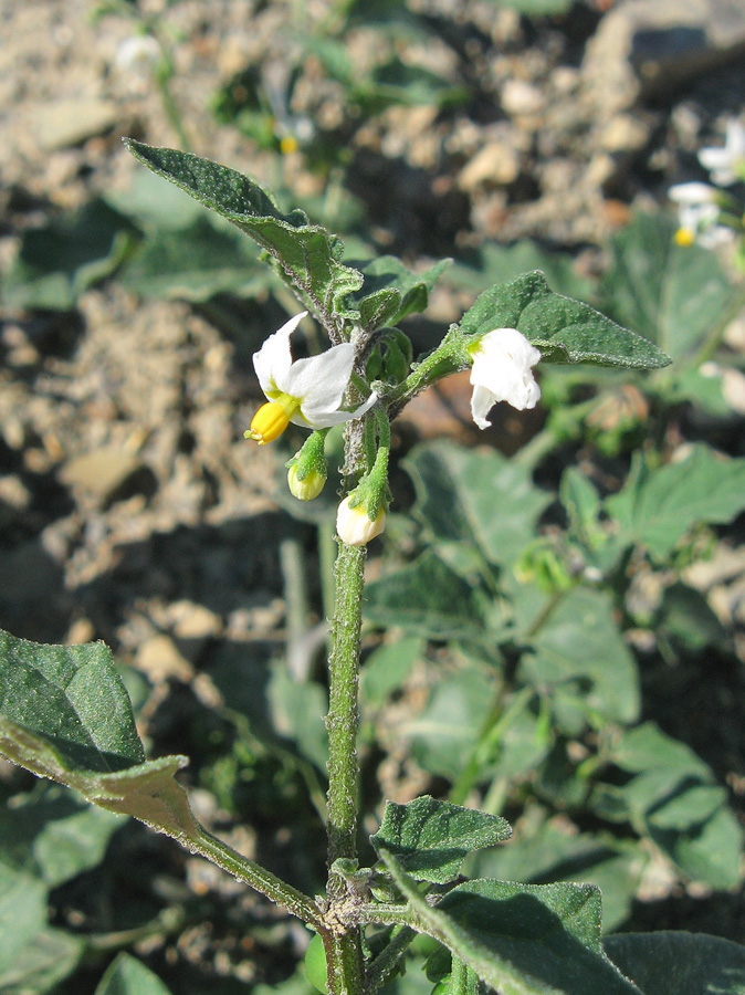 Изображение особи Solanum zelenetzkii.