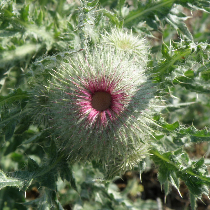 Изображение особи Carduus uncinatus.
