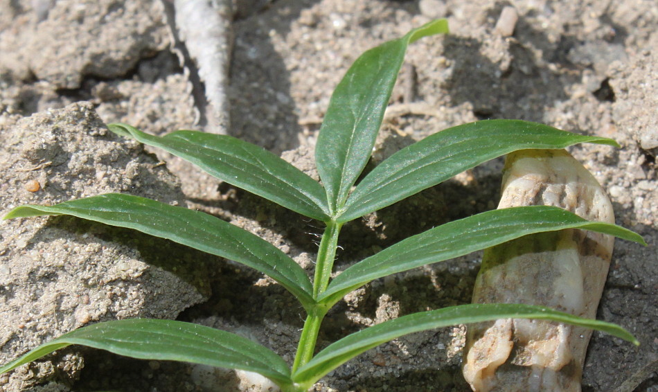 Image of Polemonium carneum specimen.