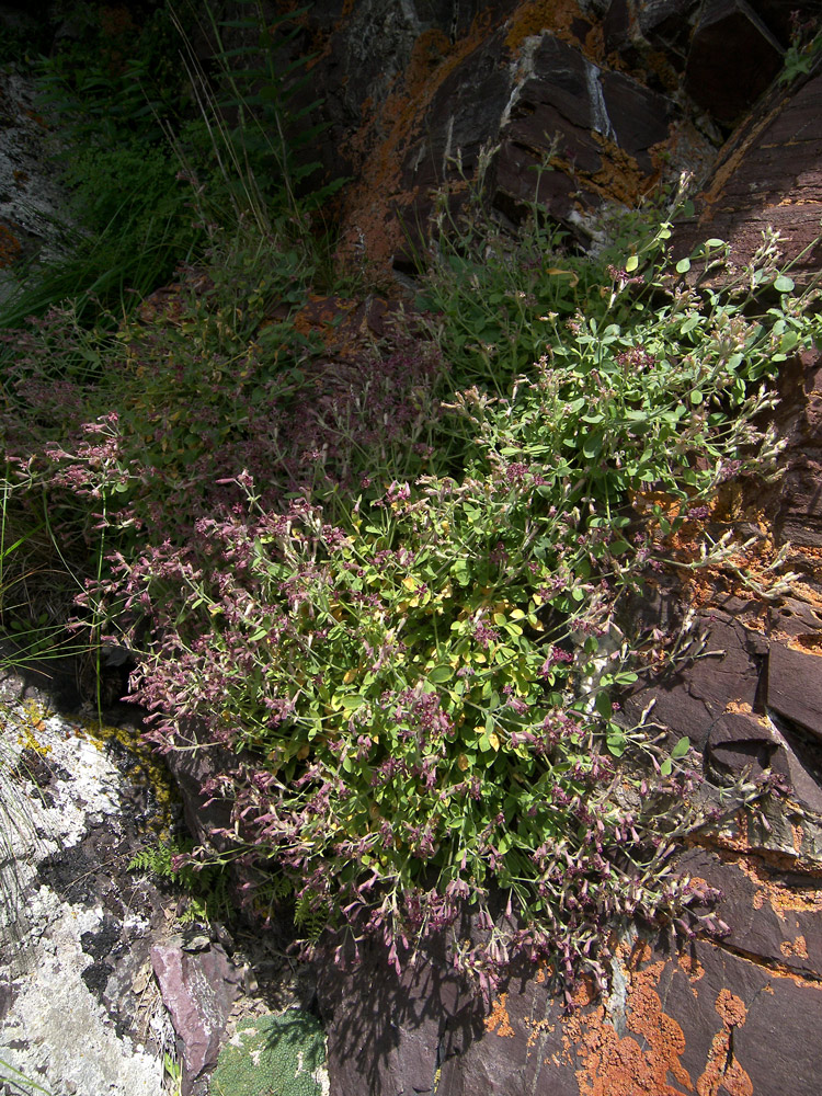 Изображение особи Silene pygmaea.