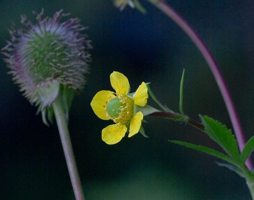 Изображение особи Geum urbanum.