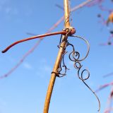 Parthenocissus quinquefolia