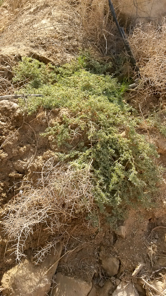 Image of Atriplex semibaccata specimen.