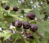 Crataegus nigra. Плоды. Ростовская обл., Азовский р-н, Александровский лес, у обочины дороги. 10.10.2012.