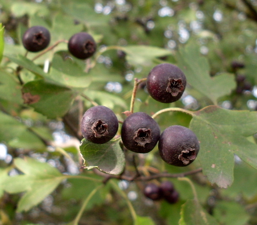 Изображение особи Crataegus nigra.