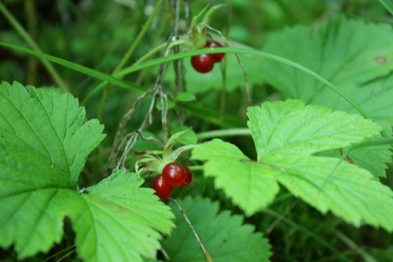 Image of Rubus humulifolius specimen.