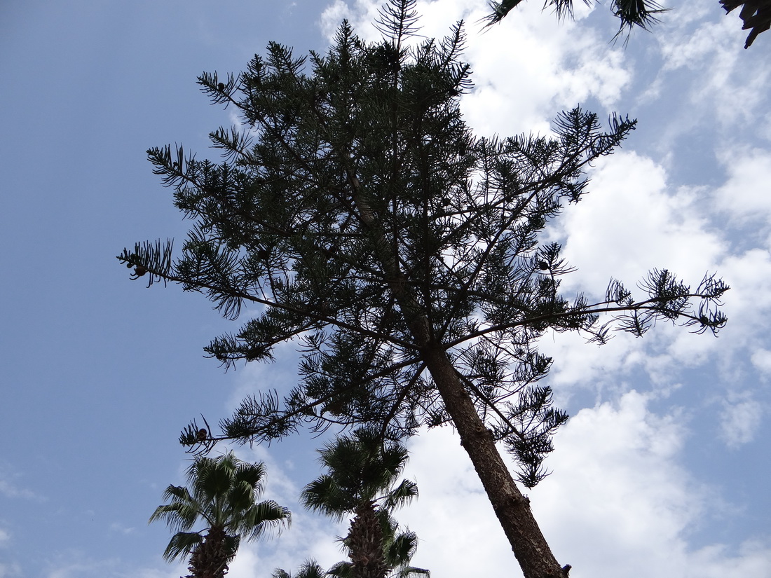 Image of Araucaria heterophylla specimen.