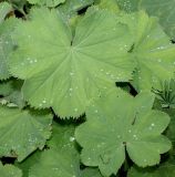 Alchemilla xanthochlora. Листья. Германия, г. Дюссельдорф, Ботанический сад университета. 14.08.2013.