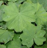 Alchemilla xanthochlora