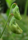 Lathyrus tuberosus. Бутоны с сидящей тлёй. Архангельская обл., Вельский р-н, бывш. ст. Куваш, близ ж. д. 30.07.2013.