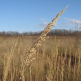 Calamagrostis glomerata. Сухое частично осыпавшееся соплодие. Краснодарский край, Новороссийский р-н, гора Купцева. 16.11.2013.