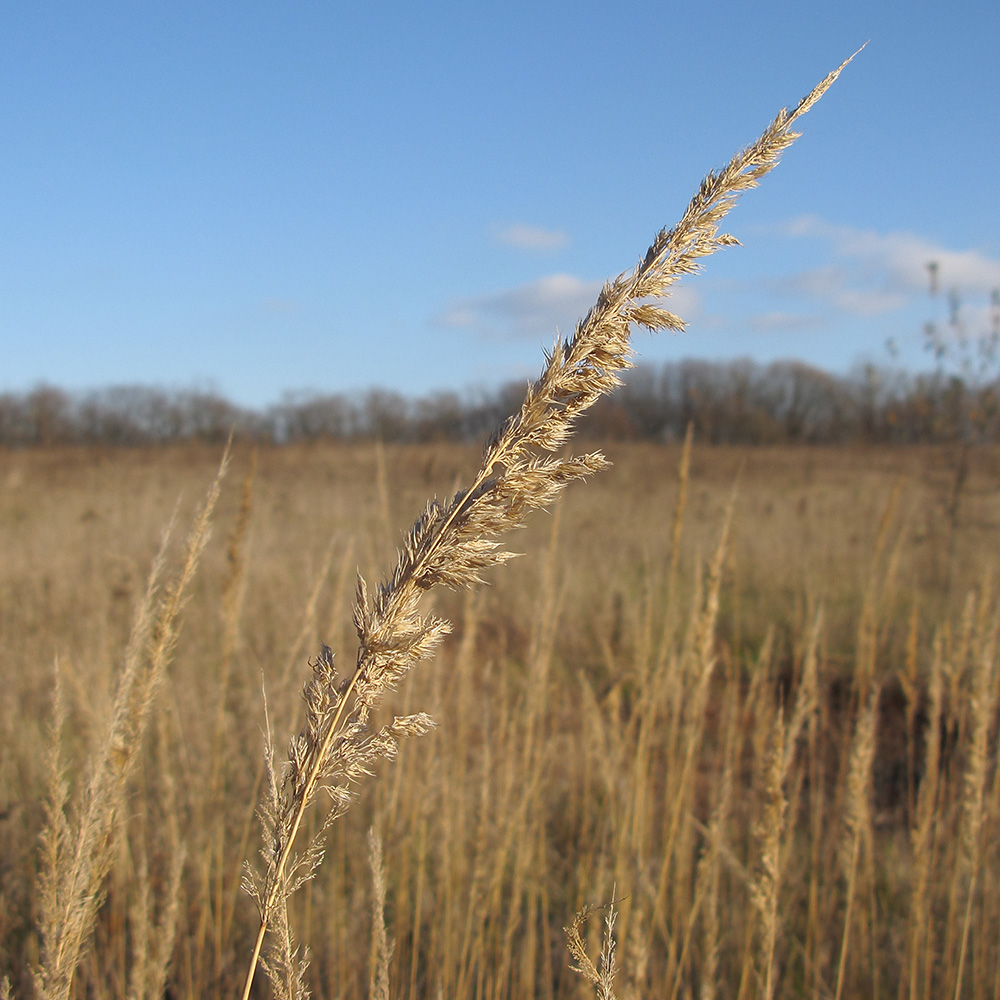 Image of Calamagrostis glomerata specimen.