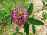 Trifolium medium