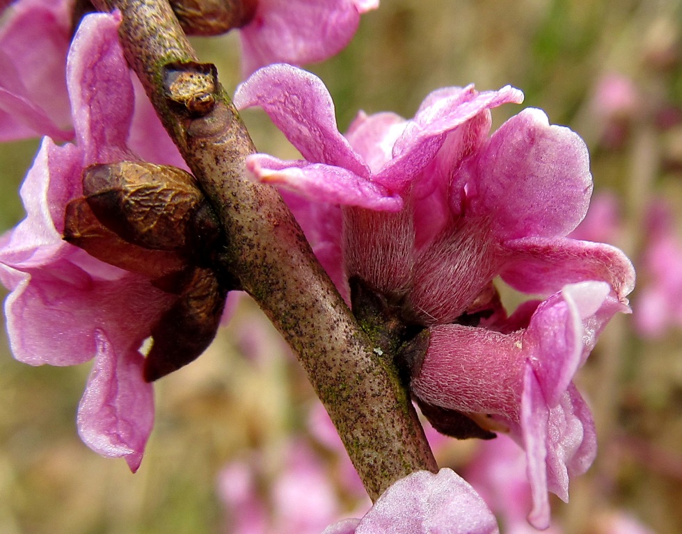Image of Daphne mezereum specimen.