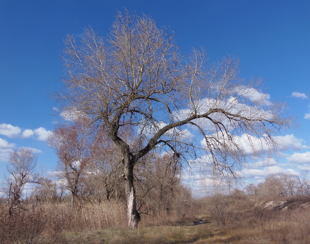 Изображение особи Populus nigra.