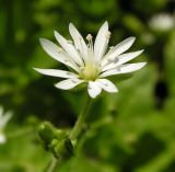 Stellaria bungeana. Цветок. Хабаровский край, Ванинский р-н, окр. пос. Высокогорный. 14.06.2013.