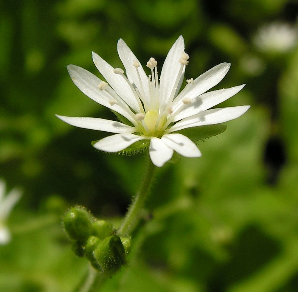 Изображение особи Stellaria bungeana.