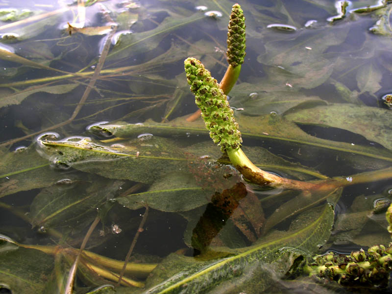 Image of Potamogeton lucens specimen.