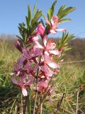 Amygdalus nana. Верхушка побега с цветками. Краснодарский край, Новороссийский р-н, гора Рябкова, горная степь на вершине горы. 11.04.2014.