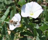 Convolvulus arvensis