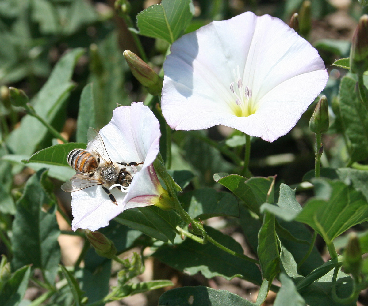 Изображение особи Convolvulus arvensis.