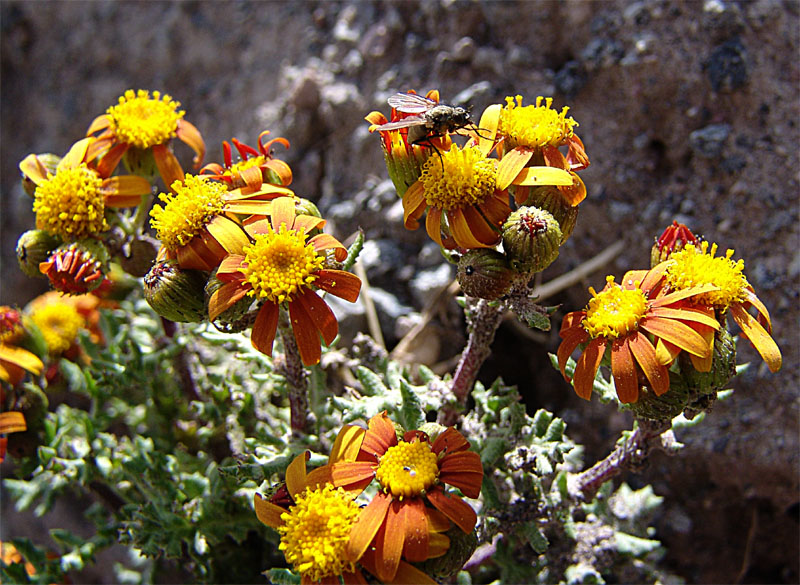 Image of Senecio sosnovskyi specimen.