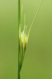 Juncus gerardi