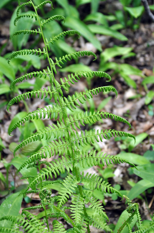 Image of Athyrium filix-femina specimen.