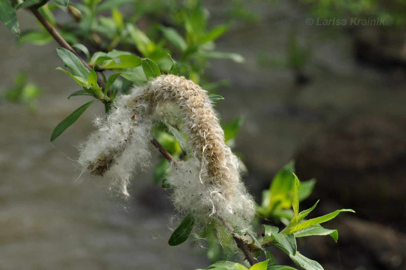 Image of Salix gracilistyla specimen.