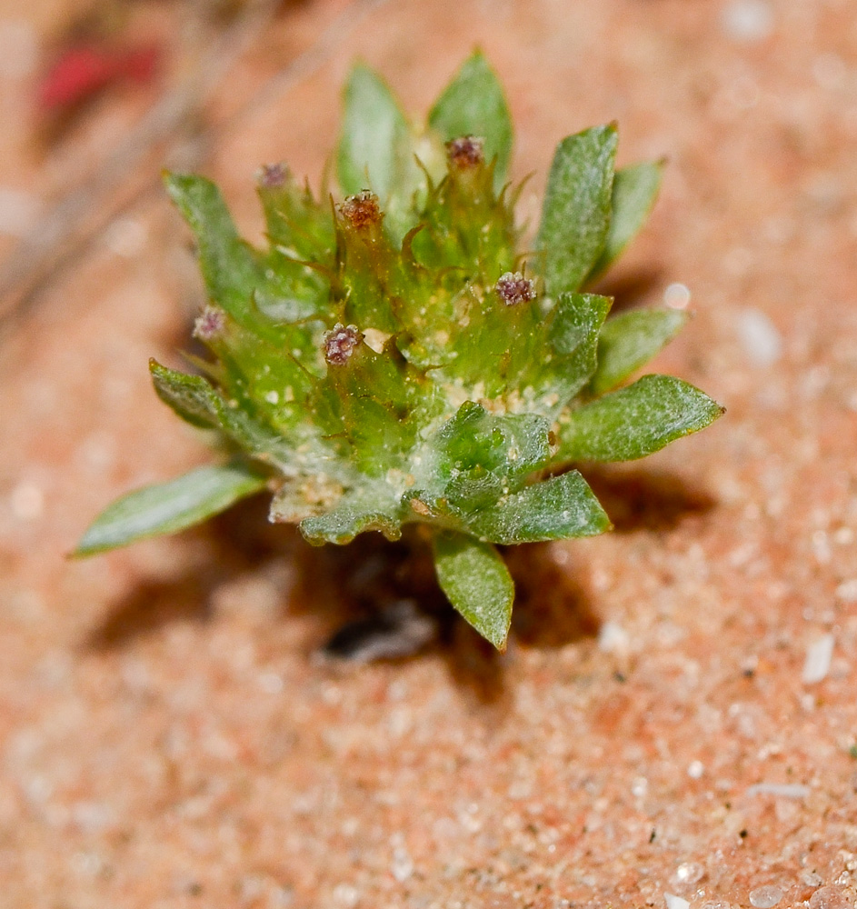 Image of Filago desertorum specimen.