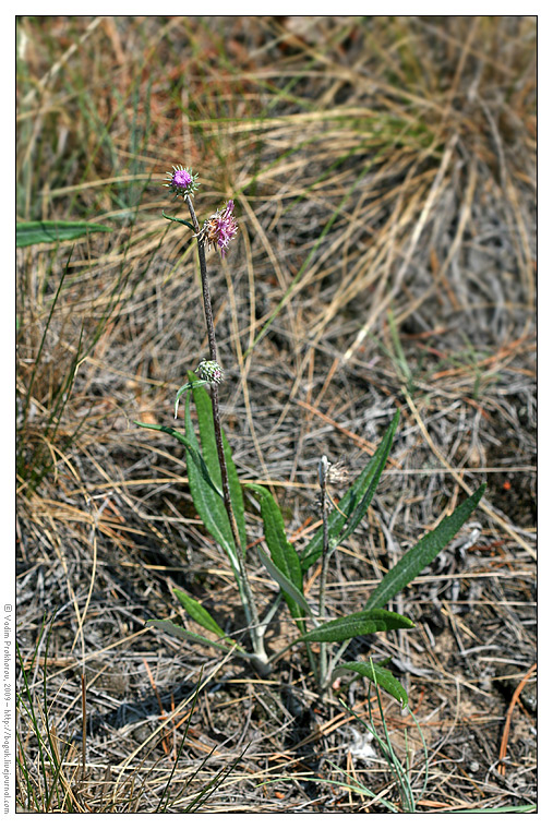 Image of Jurinea cyanoides specimen.