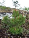 Pinus friesiana