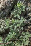 Potentilla impolita