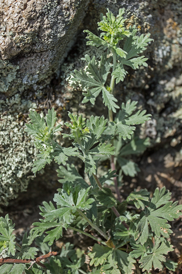 Image of Potentilla impolita specimen.