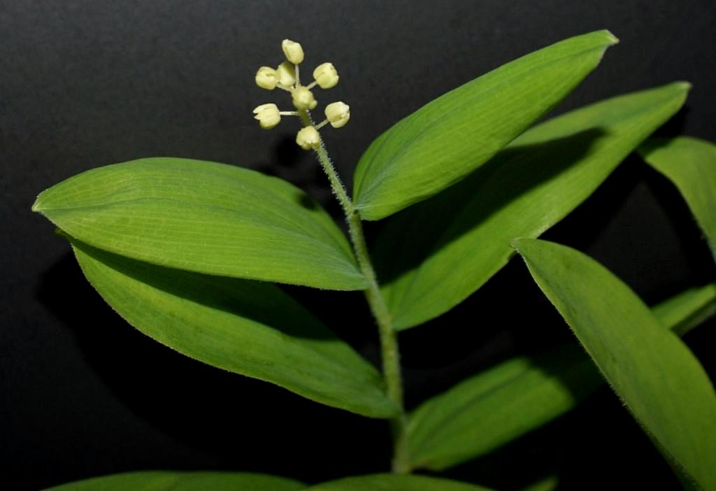 Image of Smilacina dahurica specimen.