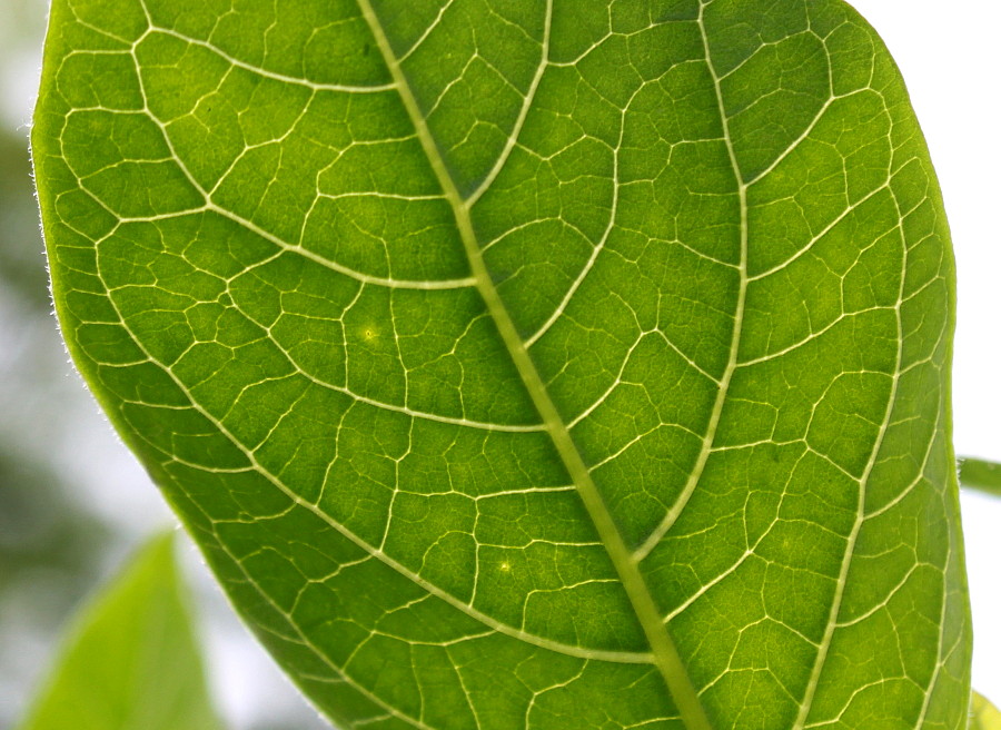 Image of Atropa bella-donna specimen.