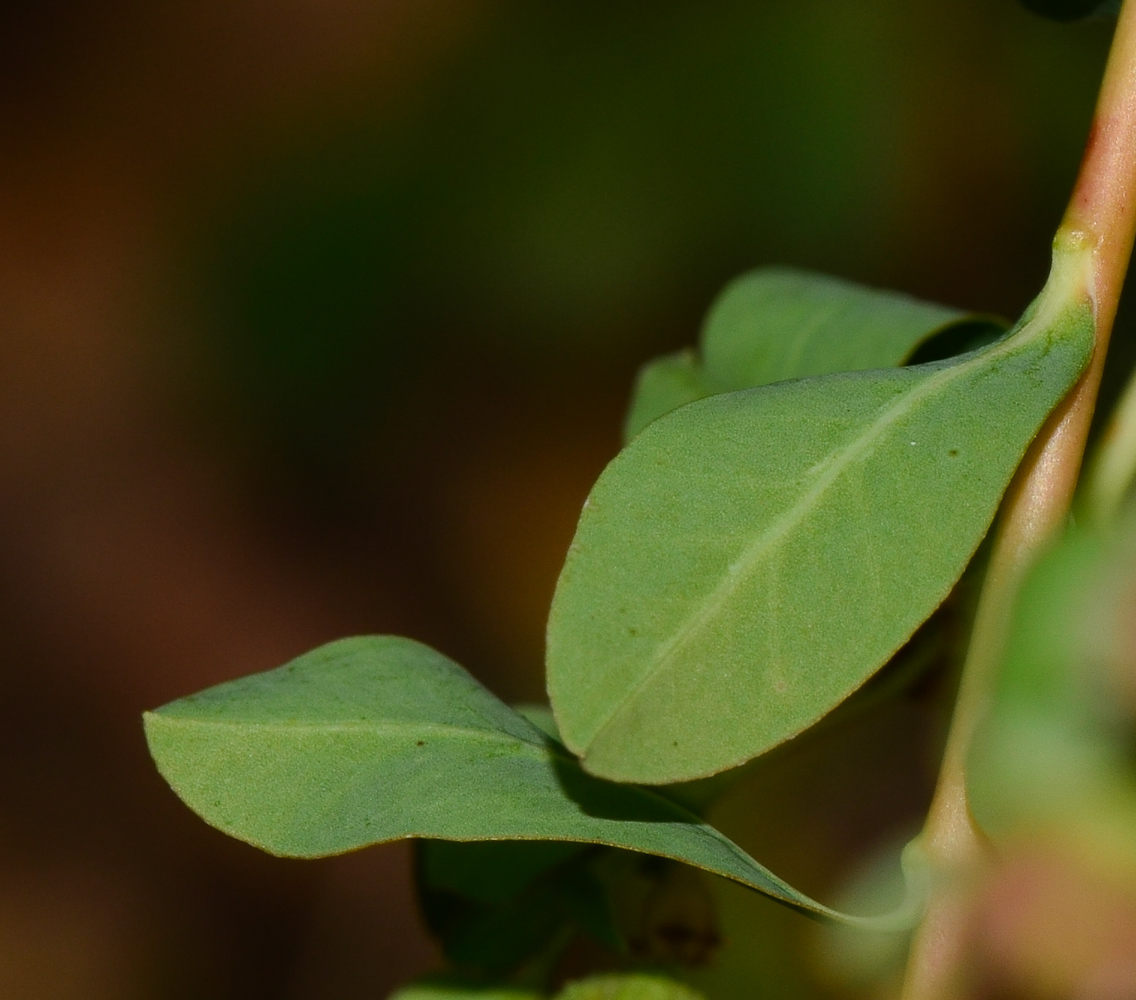 Изображение особи Euphorbia hierosolymitana.