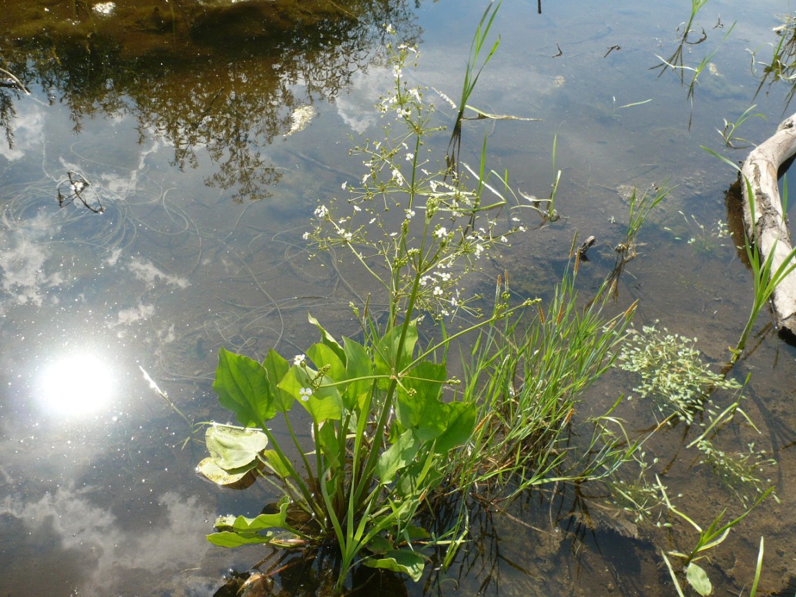 Изображение особи Alisma plantago-aquatica.