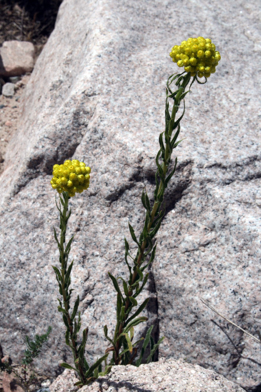 Image of Helichrysum maracandicum specimen.