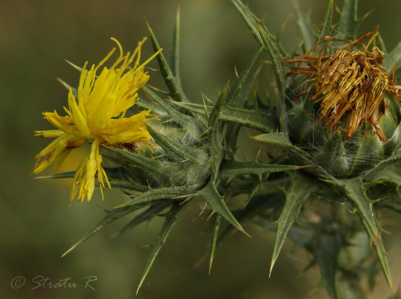 Image of Carthamus lanatus specimen.